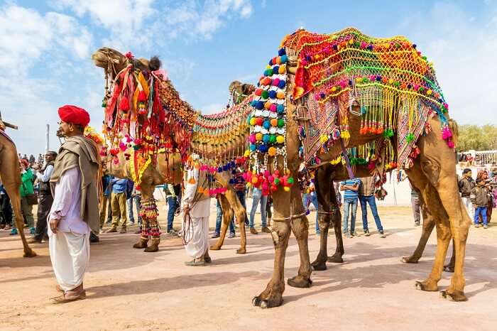 decorated camel in bikaner