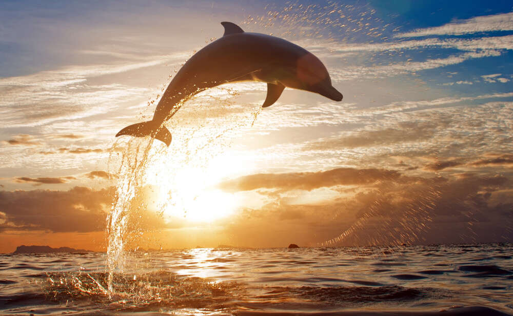 a dolphin in sea
