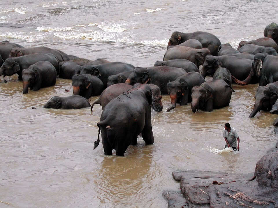 elephants bathing in water