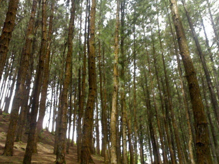 view of the pine forests