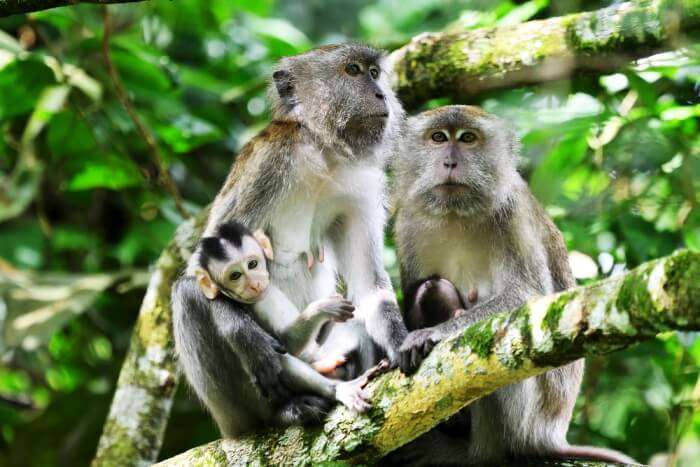 Long-tailed macaque in the middle of the forest in Malaysia