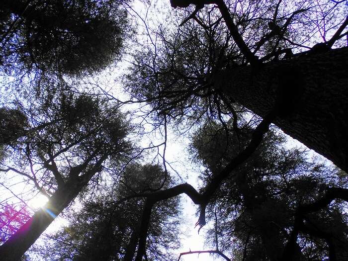 Forests in Himachal