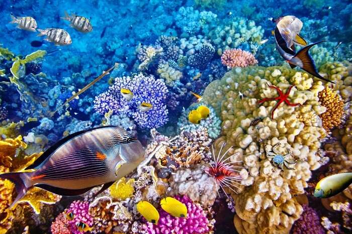 Great Barrier Reef, Hamilton Island, Australia