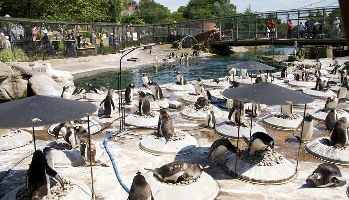 best time to visit edinburgh zoo