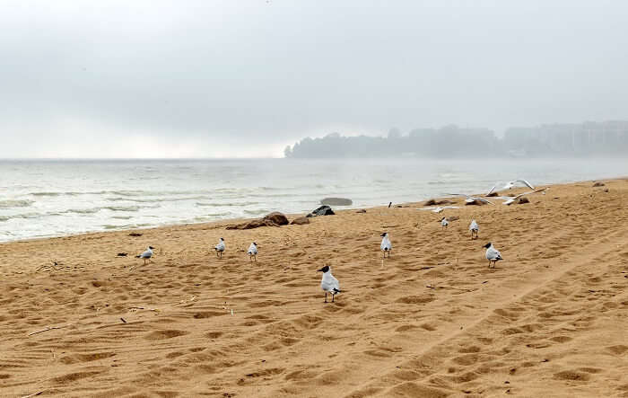 Repino Beach