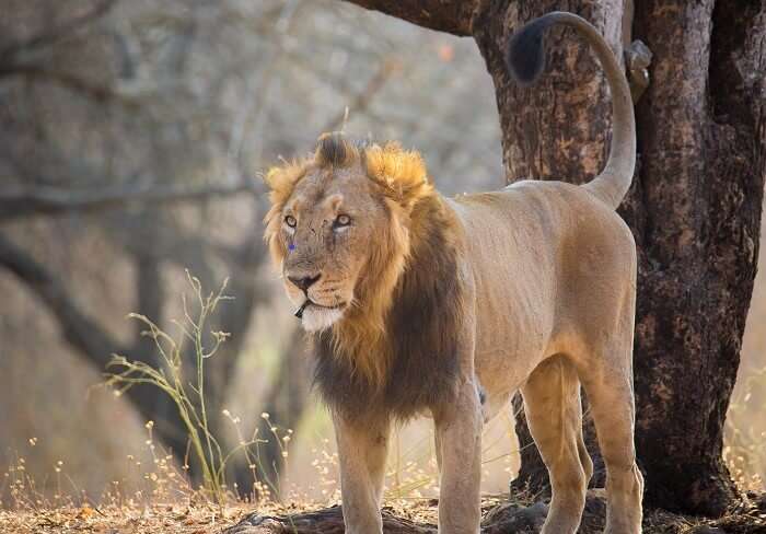 asiatic lion