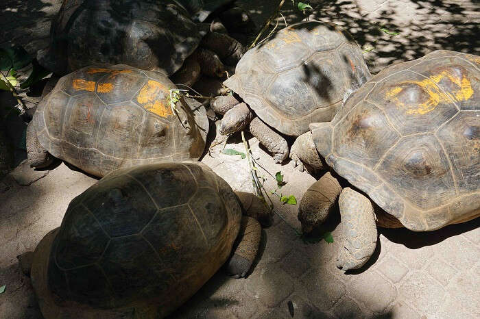 tushar seychelles honeymoon trip: tortoises island