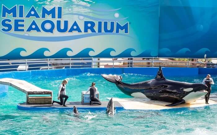 Don’t miss out to visit The Miami Seaquarium