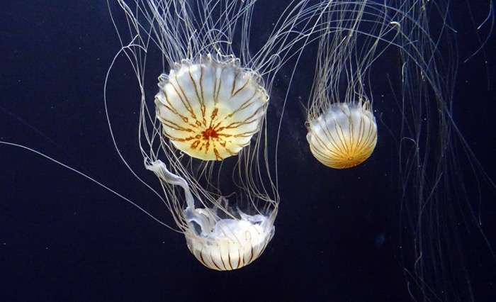 Encounter Jellyfish