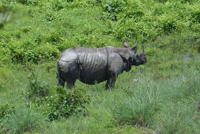 Entrance charges and timings for Gorumara National Park