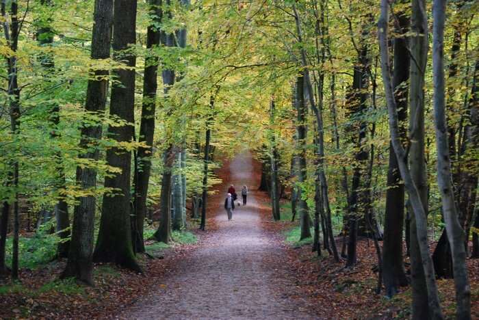 Explore the Woods on Wheels near Brussels