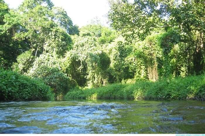 Flora and Fauna of Gorumara National Park