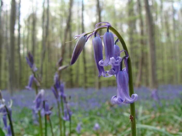 Get awestruck by the Bluebells at the Hallerbos