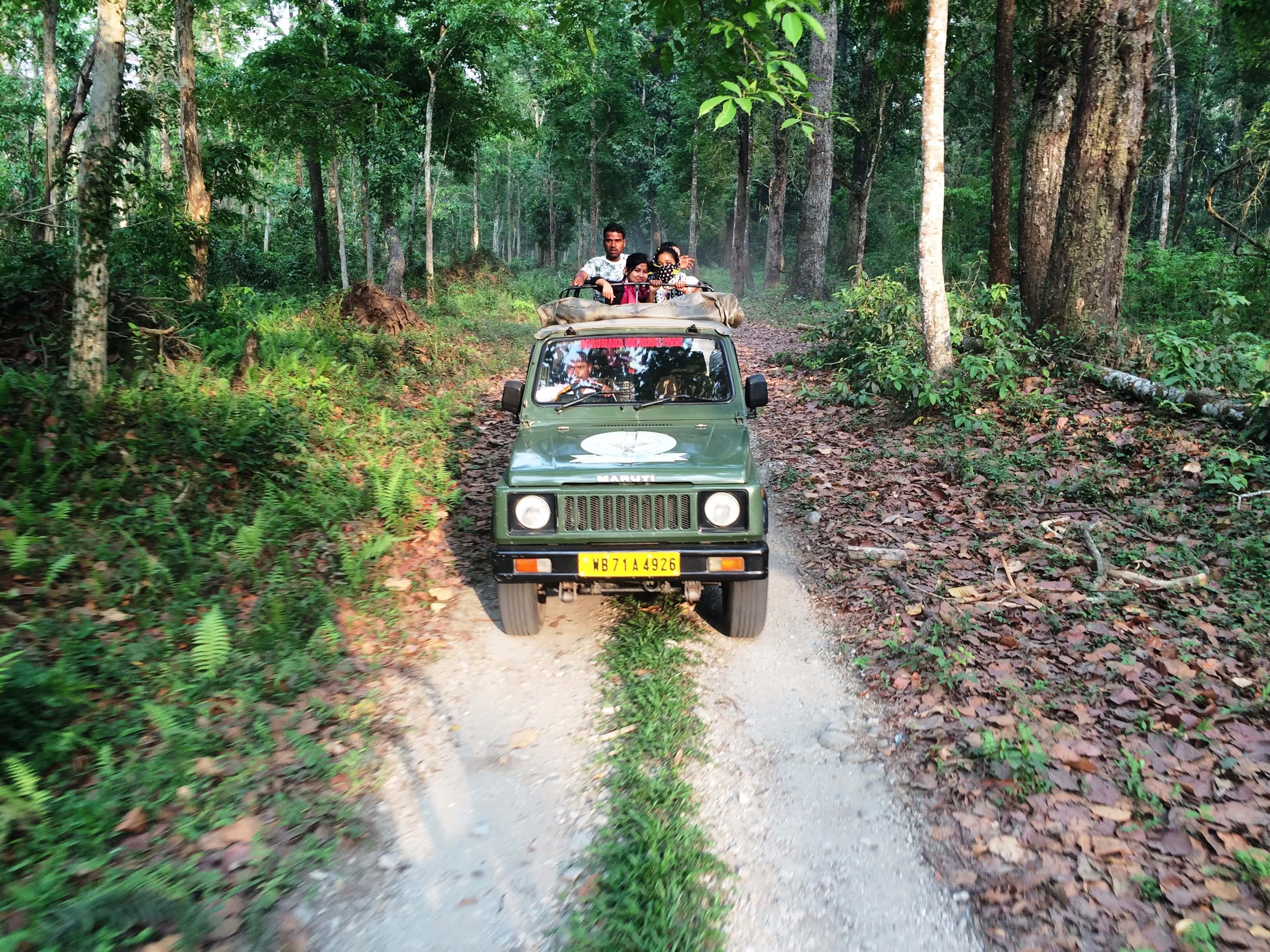 gorumara national park safari