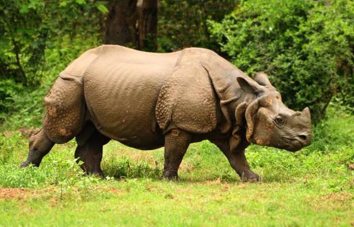  Great-Indian-one-horned-rhinoceros