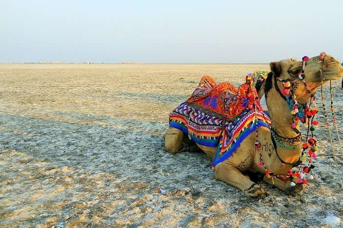 Camel Safari at Great Rann of Kutch