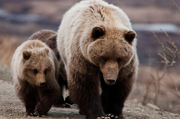 Grizzly bear with baby