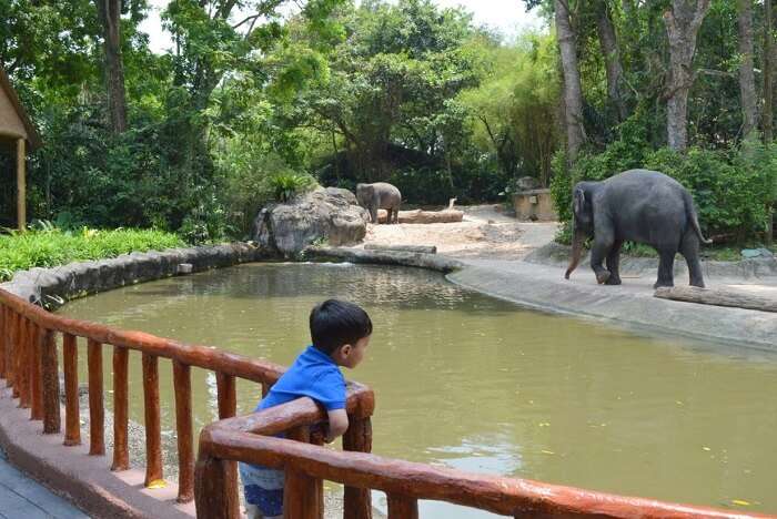 anshu singapore trip: elephants