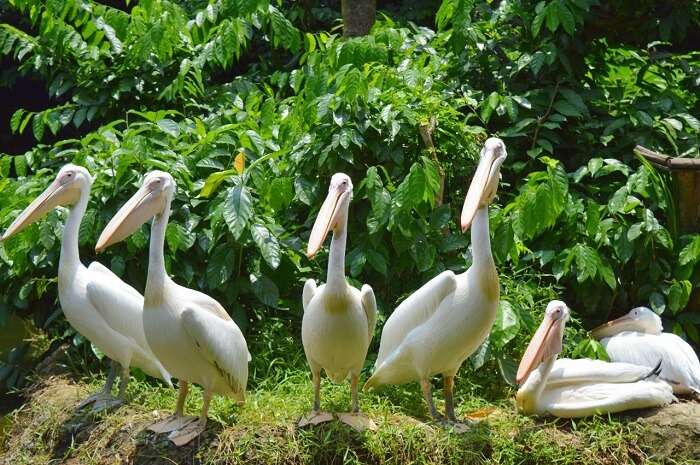 anshu singapore trip: birds in zoo