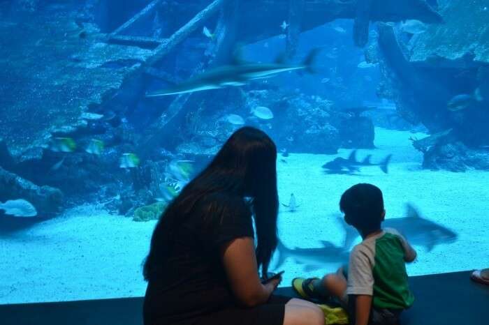 anshu singapore trip: aquarium with son