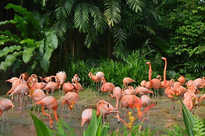 anshu singapore trip: flamingos