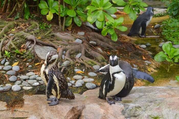 anshu singapore trip: penguins