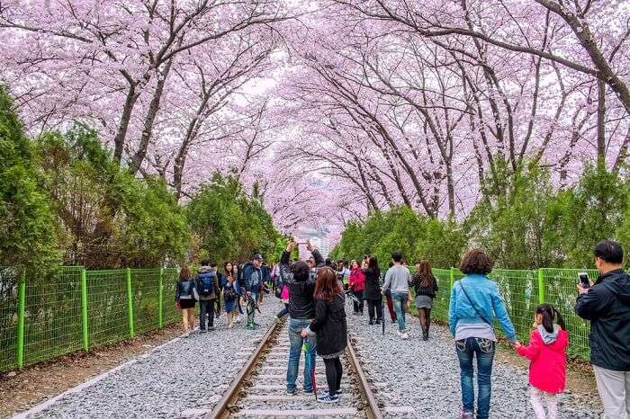 watching the magical blossoms