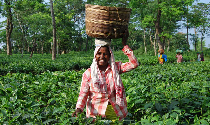 Women working in tea estate