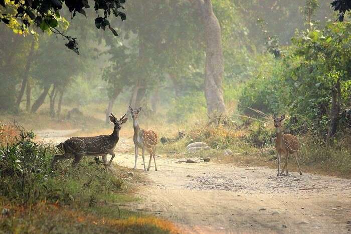 Lebua Corbett deer