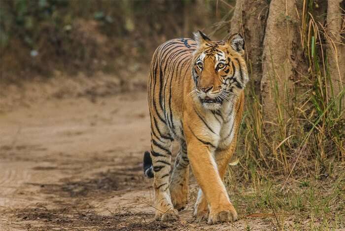 Lebua Corbett tiger