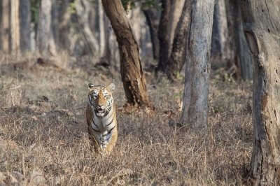 Maya Tiger of Tadoba