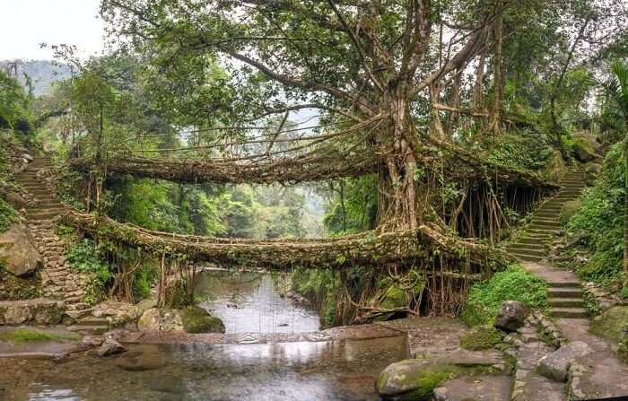 iconic living root bridges