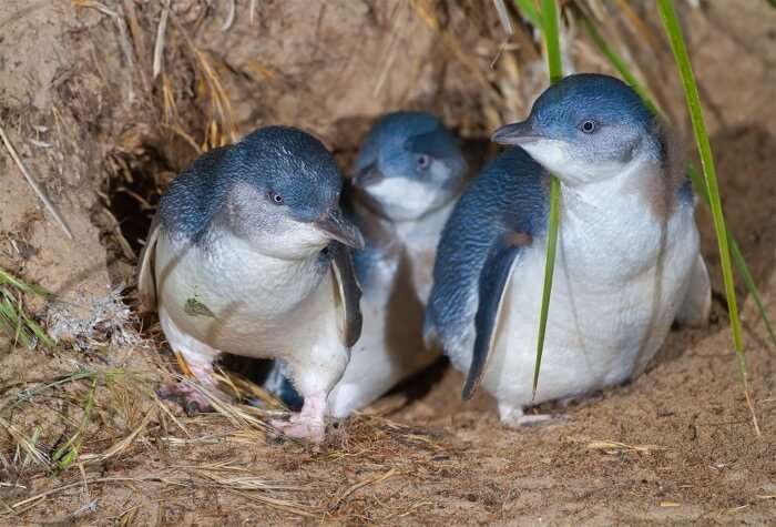 Phillip Island penguins copy