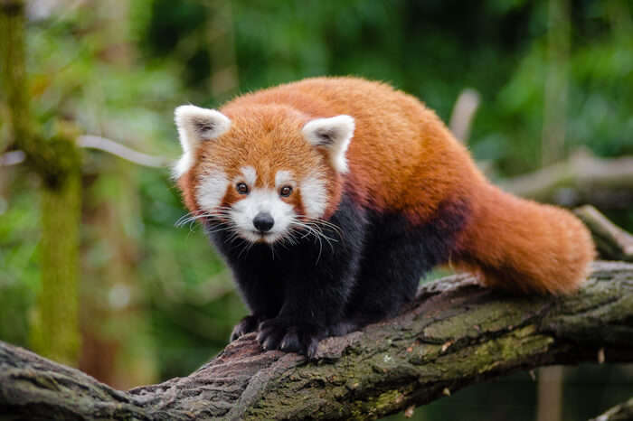red panda in national park of sikkim