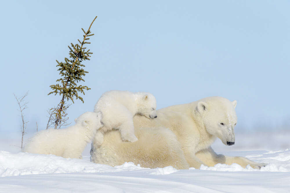 polar bear family in Wapusk National Park