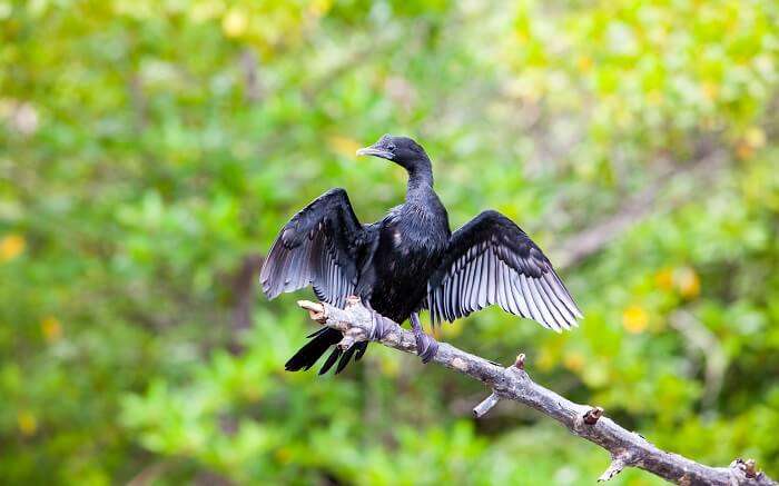 a black bird sitting on a branch 