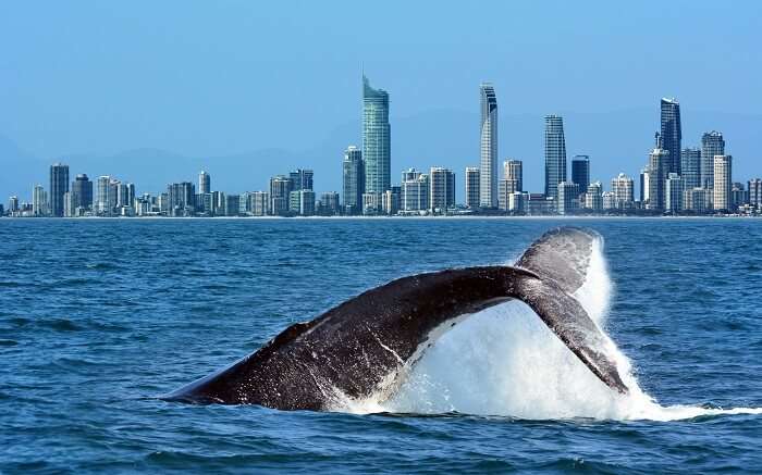 a whale in water in Gold Coast ss01052017