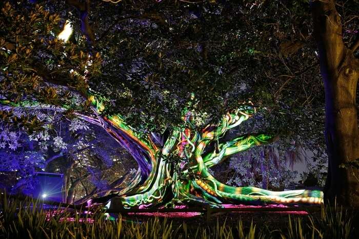 Royal Botanic Garden during Vivid Sydney