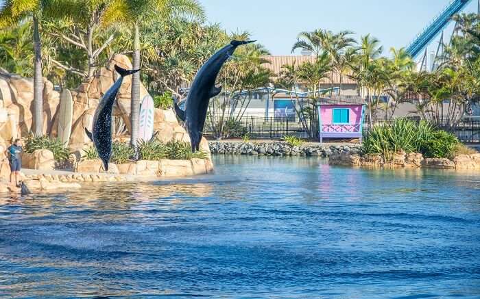 dolphin show in Gold Coast ss01052017