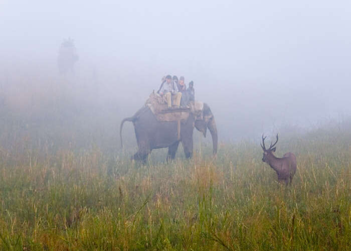 elephant safari morning
