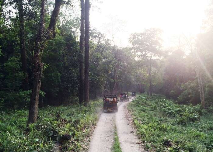 Singalila National Park: A 2022 Guide To This Gem In West Bengal