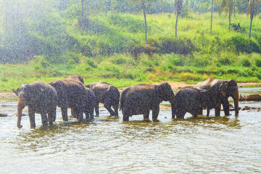 elephants in rain