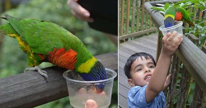 anshu singapore trip: sushant son feeding parrot