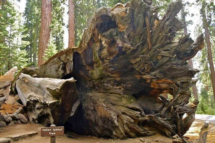 Fallen Monarch Yosemite