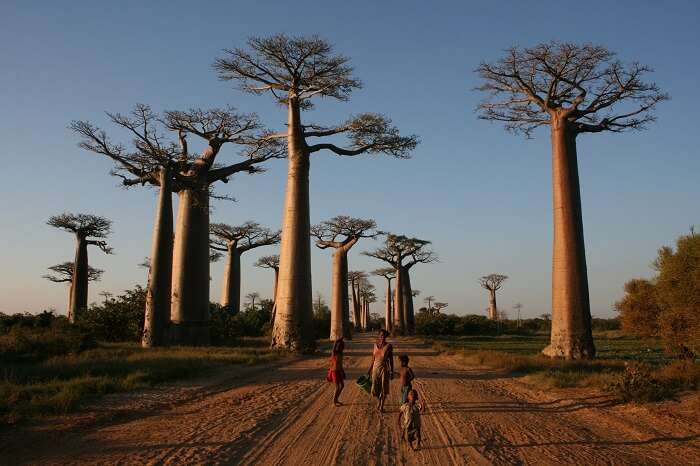 Avenue_of_the_Baobabs