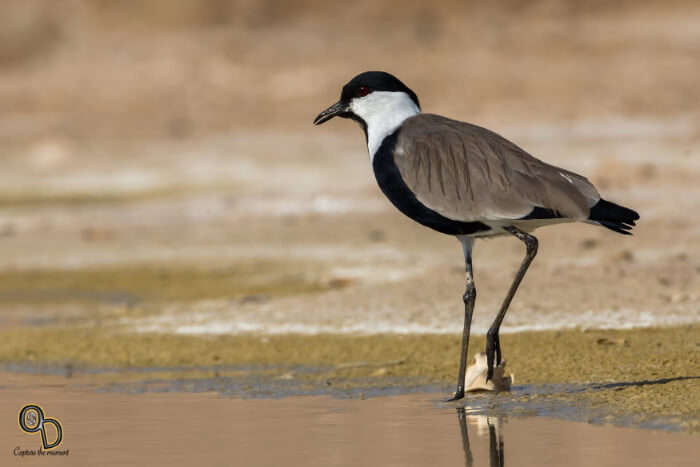 Bird Watching1