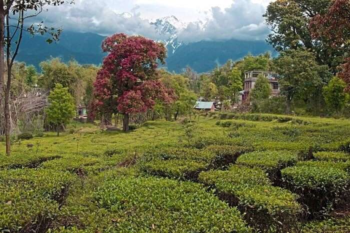 Bundla Tea Estate