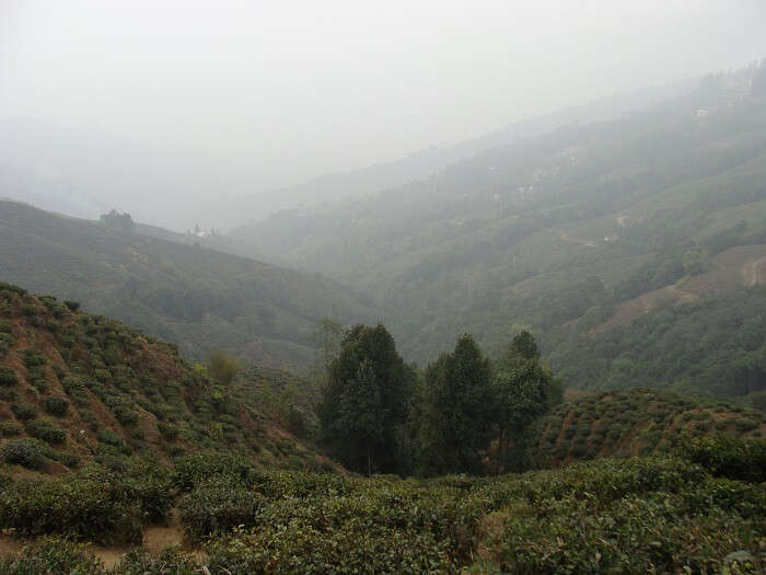 Tea Garden in Darjeeling 