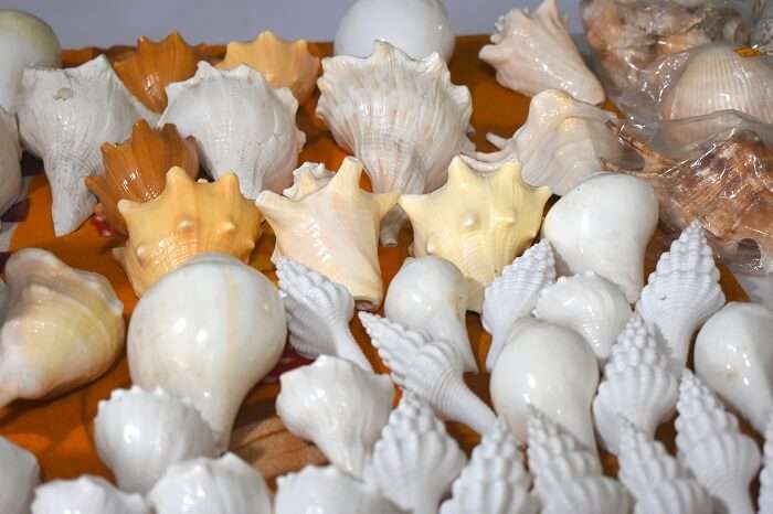 Shells on Radhanagar Beach