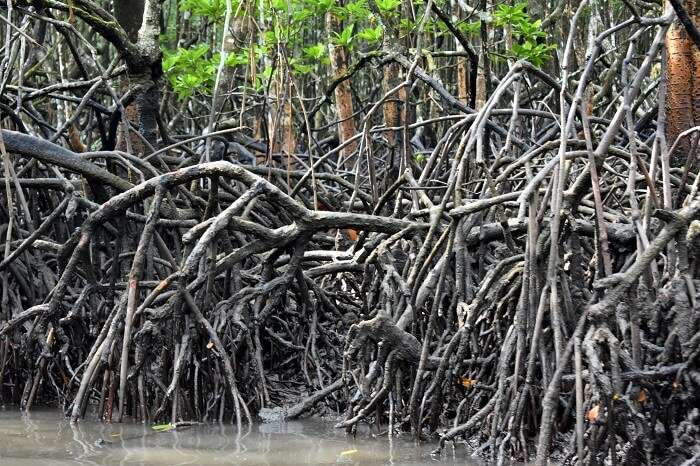 Mangroves in Andaman